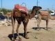 Marrakesh – Kamele gehoeren zum Strassenbild.jpg