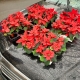IMG_1273_web.jpg