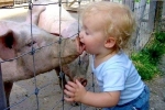 Kleinkind leckt eine Schweinenase ab